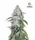 West Coast O.G. (FastBuds)