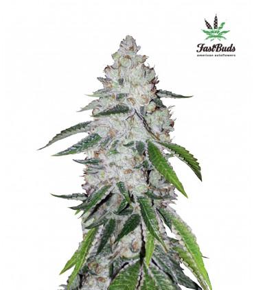 West Coast O.G. (FastBuds)