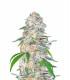Blue Dream´matic (Fastbuds)