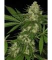 Congo (ACE Seeds)