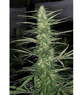 Congo (ACE Seeds)