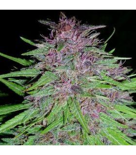 ErdPurt (ACE SEEDS)