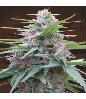 Panama (ACE SEEDS)