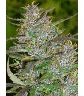 Panama Haze