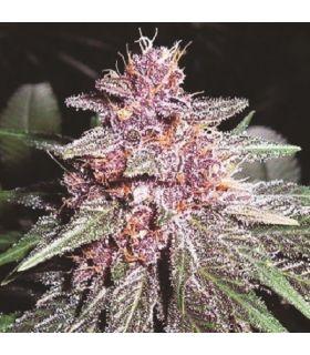 Violeta (ACE SEEDS)