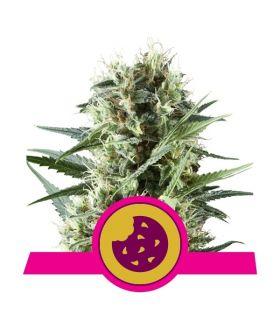 Royal Cookies (RQS)