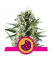 Royal Cookies (Royal Queen Seeds)