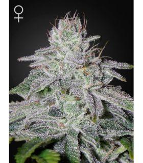 Franco's Lemon Cheese (Greenhouse Seeds)