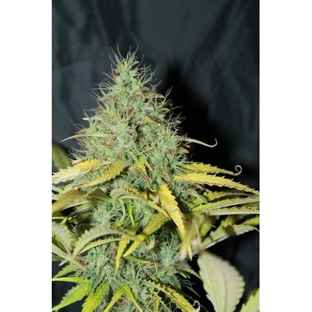 Skunk #1 Τριμηνίτικο