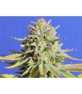 Gorilla GLue 4 (σποράδικο)
