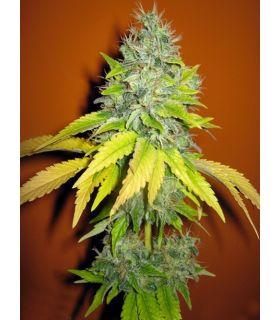 Jack Herrer (σποράδικο)
