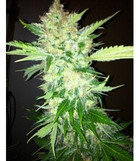 White Widow (σποράδικο)