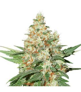 OG Kush (σποράδικο)