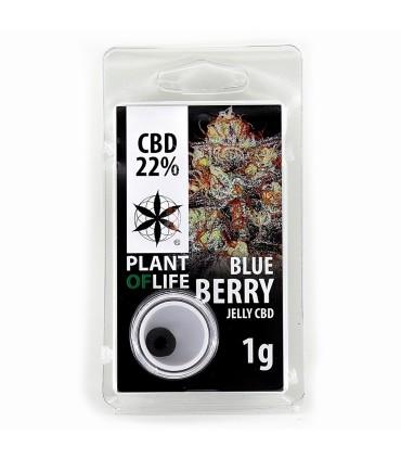 Blueberry CBD Jelly 22%