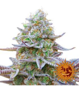Gorilla Skittlez