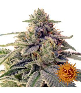 Shiskaberry (Barney's Farm)