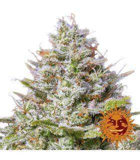 Blue Gelato 41 (Barney's Farm)