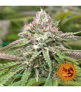Peyote Critical (Barney's Farm)