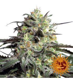 Peyote Cookies (Barney's Farm)