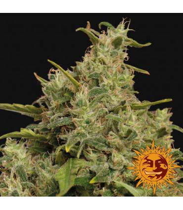 Sweet Tooth (Barney's Farm)