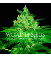 Afghan Kush (World of Seeds)