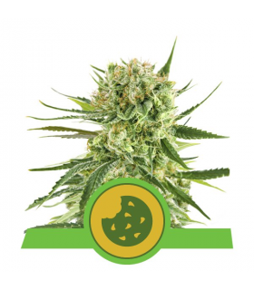 Royal Cookies Autoflowering