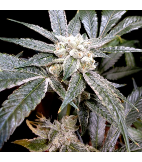 El Fuego (Grow Your Own)