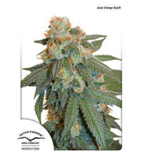 Auto Orange Bud (Dutch Passion)