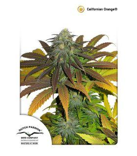 Californian Orange (Dutch Passion)