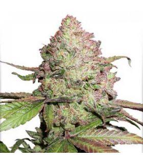 CBD Charlotte's Angel (Dutch Passion)