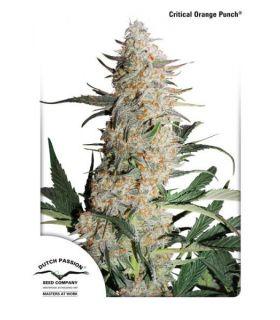 Critical Orange Punch (Dutch Passion)