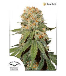 Orange Bud (Dutch Passion)