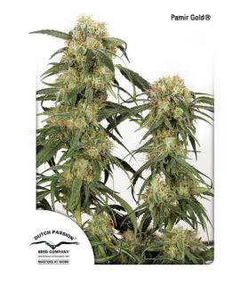 Pamir Gold (Dutch Passion)