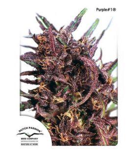 Purple 1 (Dutch Passion)