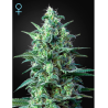 White Widow auto CBD (Greenhouse Seeds)