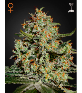 Big Bang (Greenhouse Seeds)