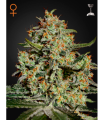 Big Bang (Greenhouse Seeds)