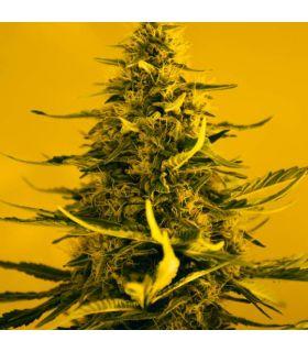 White Widow Auto (Nirvana)