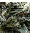 Auto New York City CBD (Pyramid Seeds)