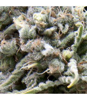 Auto White Widow CBD (Pyramid Seeds)