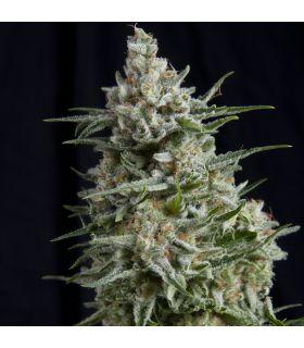 Anesthesia CBD (Pyramid Seeds)
