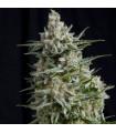 Anesthesia CBD (Pyramid Seeds)