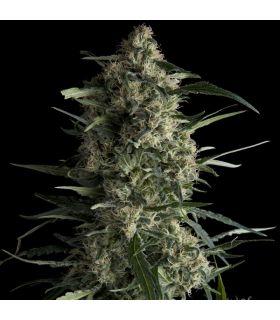 Galaxy CBD (Pyramid Seeds)