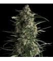 Galaxy CBD (Pyramid Seeds)