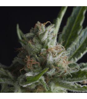 Shark CBD (Pyramid Seeds)