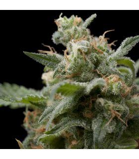 Super Hash (Pyramid Seeds)