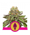 Green Gelato (Royal Queen Seeds)