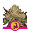 Hulkberry (Royal Queen Seeds)