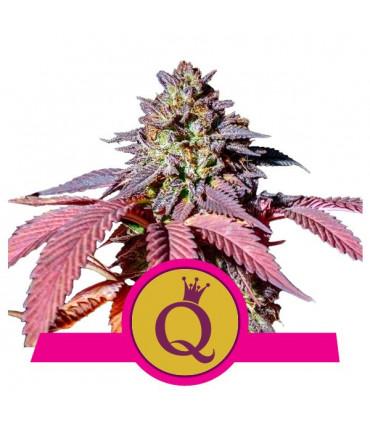 Purple Queen (RQS)