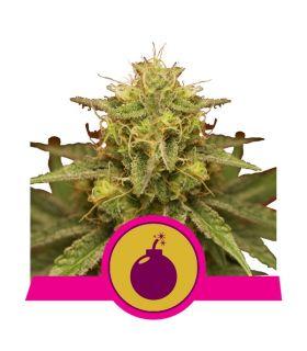 Royal Domina (RQS)